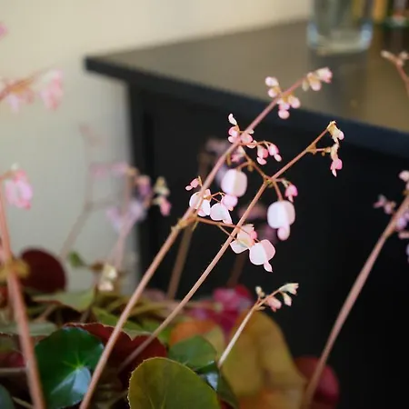 Hotel Rural Auristela Villapedre